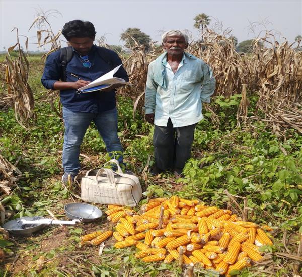 Warangal Urban District                                                                                                                                                                                                                                    - Crop Cutting Expts.,                                                                                                                                   - GEN-CCE MAIZE IN DHARMARASAGAR MANDAL                                                                                                                                                                                                                           - dt.11/11/2019          